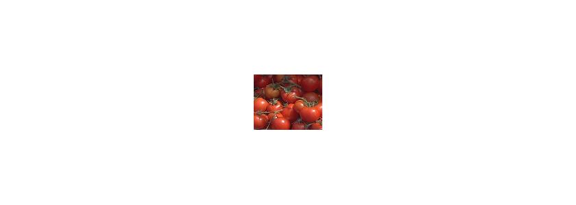 Помидоры в списке десяти самых полезных продуктов
