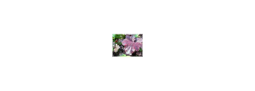 Гейхера (heuchera)