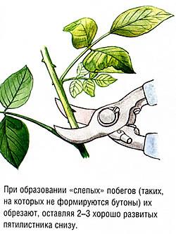 Как сделать куст розы пышным