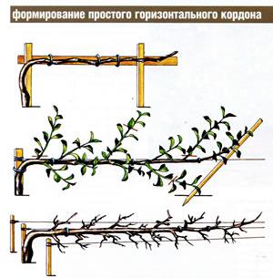 формовое садоводство формовое садоводство