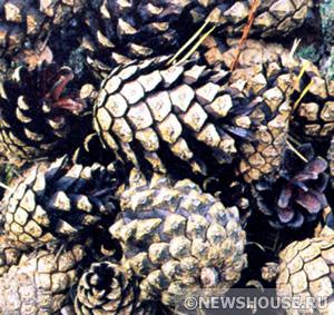 Почвы. Виды и состав Почвы. Виды и состав