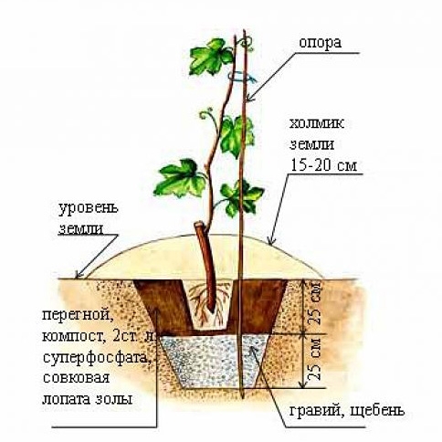 Как выглядит корневая шейка у розы фото