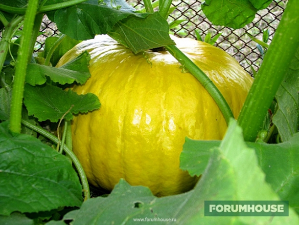 Можно ли веники из малины курам. thumb 585. Можно ли веники из малины курам фото. Можно ли веники из малины курам-thumb 585. картинка Можно ли веники из малины курам. картинка thumb 585. Привет всем любителям самоделок!