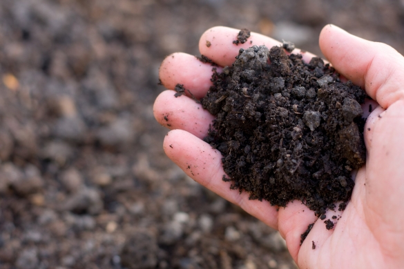  измерить КИСЛОТНОСТЬ почвы в домашних условиях?