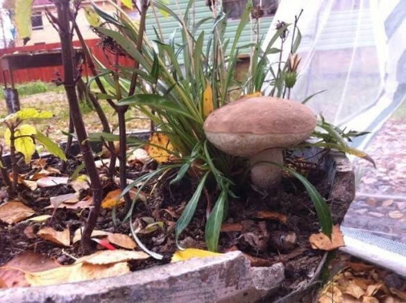 Выращивание грибов в теплице из поликарбоната круглый год