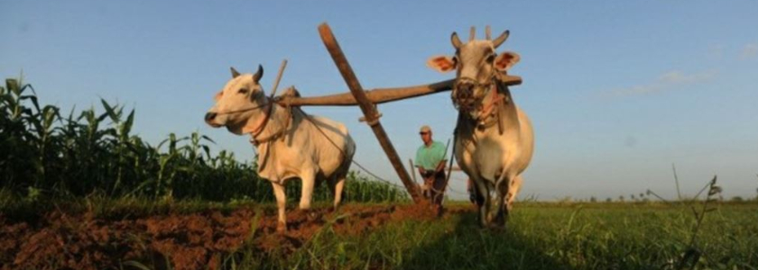 Расширение патентной системы на животноводство и растениеводство: чего теперь ждать ЛПХ