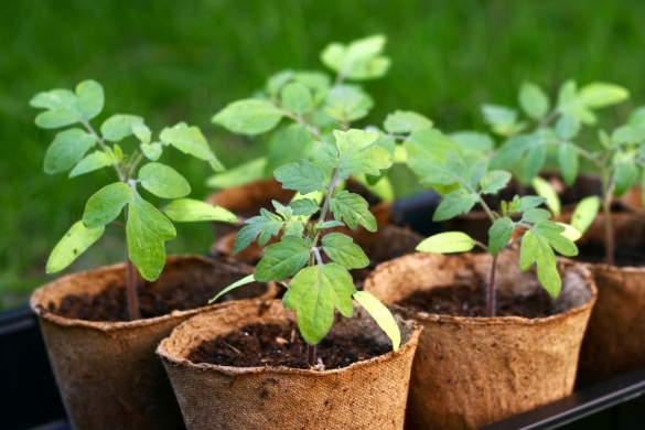 Самые новые методы выращивания рассады  - Статья - Журнал - FORUMHOUSE