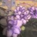 thumb_585.jpg