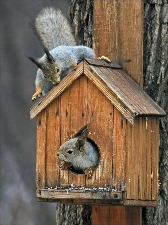 Фото скворцов в скворечнике