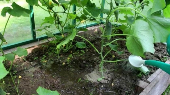 Как повысить урожайность садово-огородных культур недорогими, но эффективными способами: вся правда о гуминовых удобрениях 