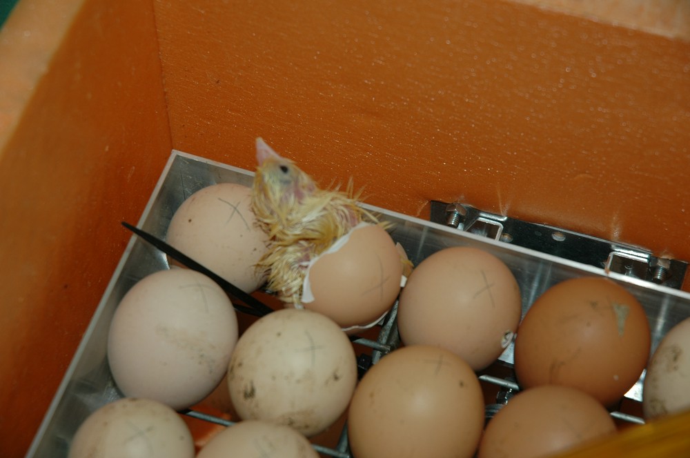 Какие яйца нужны для инкубатора куриные. Самодельный домашний инкубатор. Инкубатор для яиц своими руками. Инкубатор для яиц из пенопласта. Самодельный инкубатор для куриных яиц.