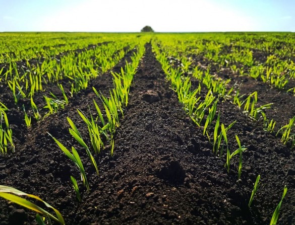 Плодородие Почвы: От Чего Зависит И Как Можно Повысить