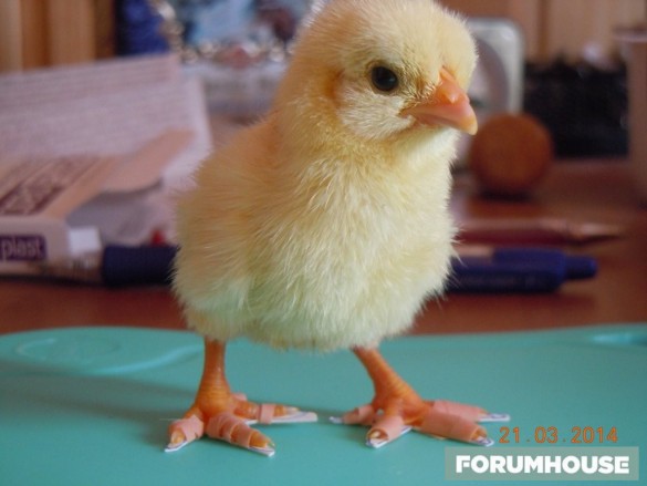Поделки из яиц куриных своими руками (55 фото) - фото - картинки и рисунки: скачать бесплатно