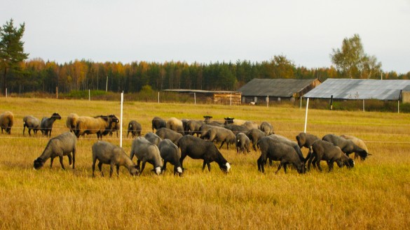 Фото ферма овцеводство