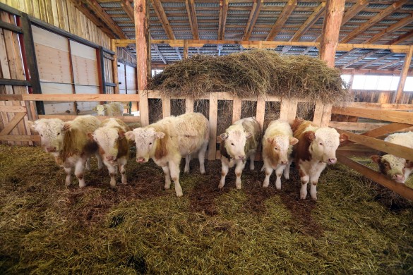 Фото ферма бычки на доращивание в загоне