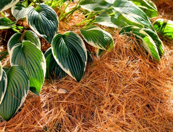 Мульча из коры: применение коры лиственницы и сосны для мульчирования, полезные свойства коры деревьев для почвы