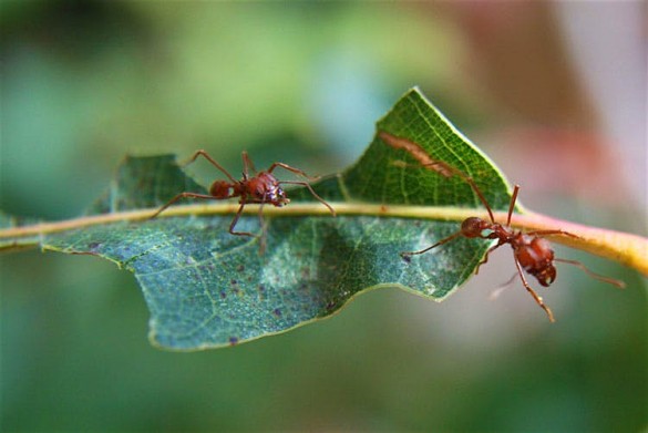 муравьи в фундаменте частного дома как избавиться