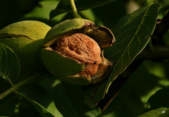 грецкий орех на дереве