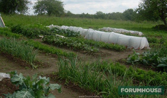 Технология выращивания овощей по Митлайдеру