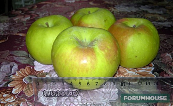 Хранение яблок зимой - Статья - Журнал - FORUMHOUSE