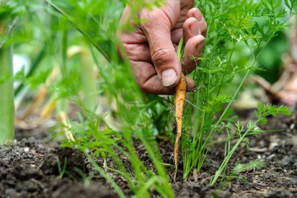прореженную морковь можно вновь посадить