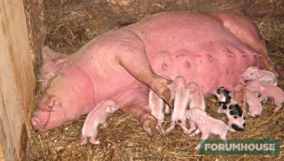 О сарае для свиней: как построить своими руками, ветеринарные правила содержания