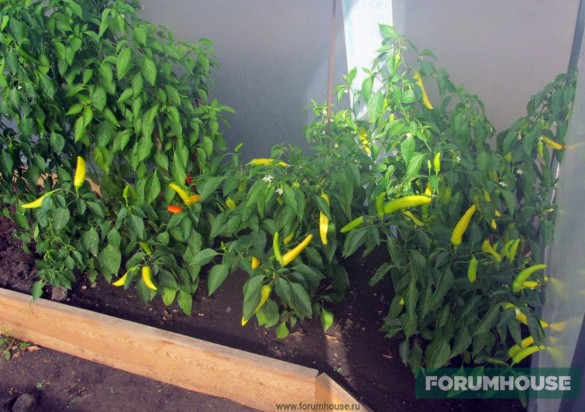 Выращиваем самые жгучие сорта перца на дачной грядке - Статья - Журнал -FORUMHOUSE