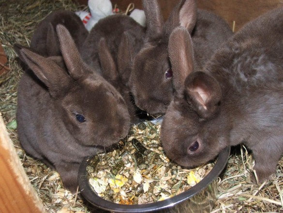 Кормушка для кроликов: выбор и самостоятельное изготовлене