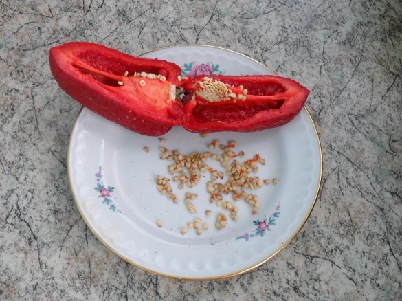 Как у моркови взять семена. Смотреть фото Как у моркови взять семена. Смотреть картинку Как у моркови взять семена. Картинка про Как у моркови взять семена. Фото Как у моркови взять семена