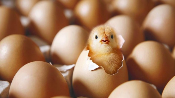 Курица села на яйца что делать дальше