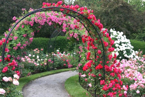 Пергола для роз своими руками – прекрасное украшение сада