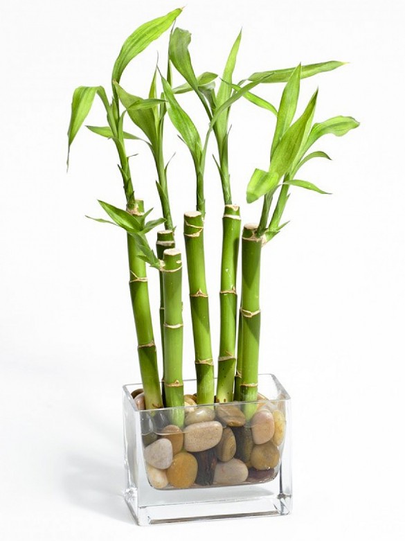 Как правильно выращивать комнатный бамбук из отростка