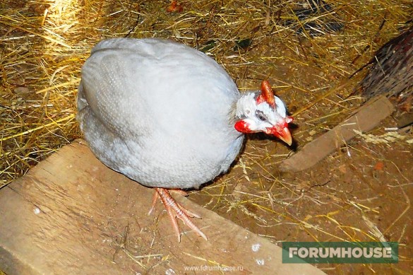 Цесарка (гвинейская курица)
