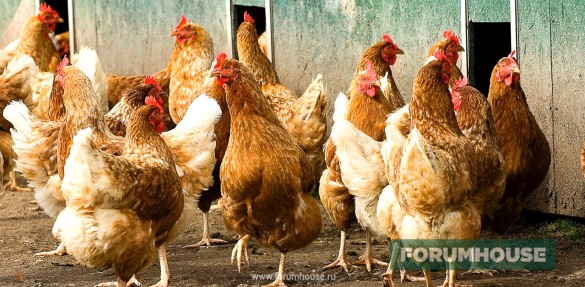 Лечение кур водкой: лечим бройлеров и цыплят - можно ли пропоить (дозировка)