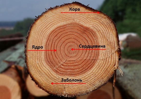 Как узнать какое дерево по фото