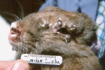 Часто встречающиеся болезни у кроликов: симптомы, лечение, профилактика
