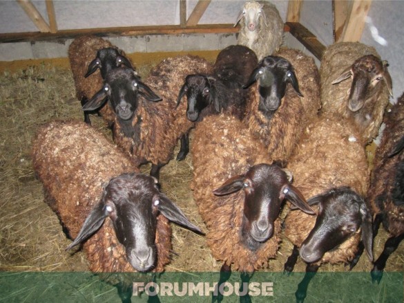 Овца Архаромеринос для вашего фермерского хозяйства с доставкой по России