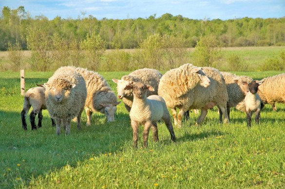 Чем кормить овец в домашних