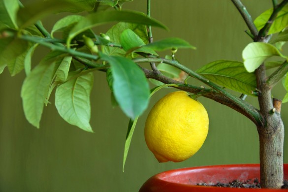 Как вырастить домашний лимон из косточки в горшке
