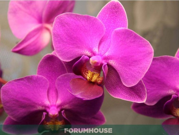 Почему не цветет орхидея: поиск причины