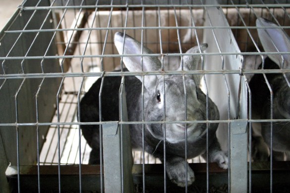 Сетка на пол в клетку для кроликов