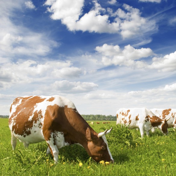 Как спасти корову от укусов насекомых в летнее время?