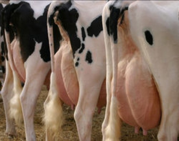 Кремы и мази для вымени коров