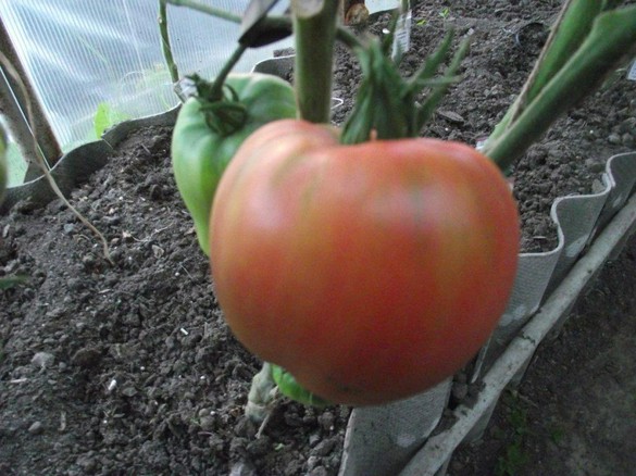 Почему он белый? Потому, что зеленый! Форумчане дозаривают томаты - Статья- Журнал - FORUMHOUSE
