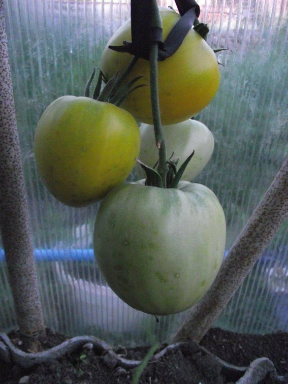 Почему чернеют помидоры | Растения, Огород, Помидоры