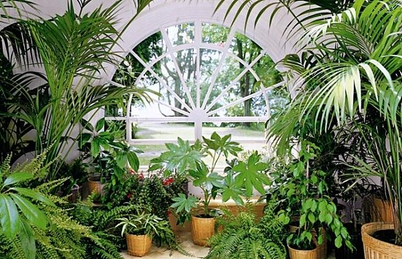 Зеленый уголок под лестницей (65 фото)
