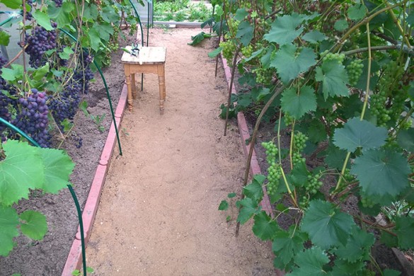Как вырастить виноград - Статья - Журнал - FORUMHOUSE