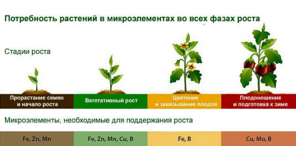 Что необходимо для роста и развития растений