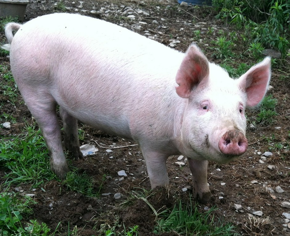 Что делать, если соседи держат свиноферму?