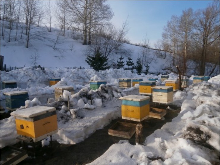 Рассказ пчеловода об условиях транспортировки и размещения кочевой пасеки